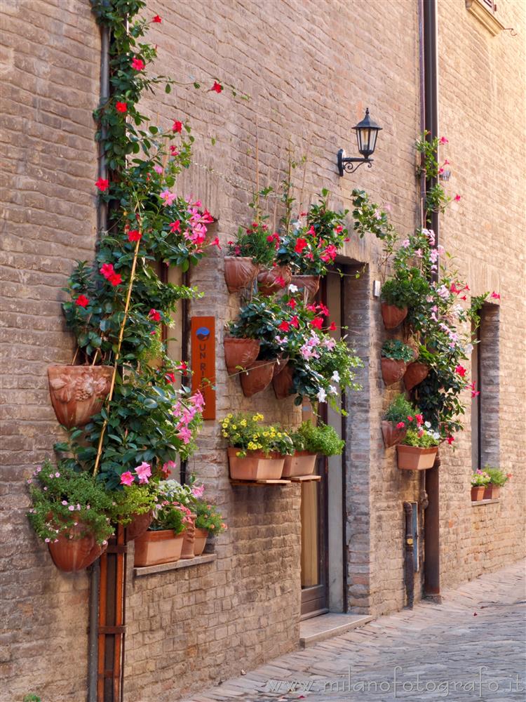 Fano (Pesaro e Urbino, Italy) - Entrance of an old house of the historic center surrounded by flowers